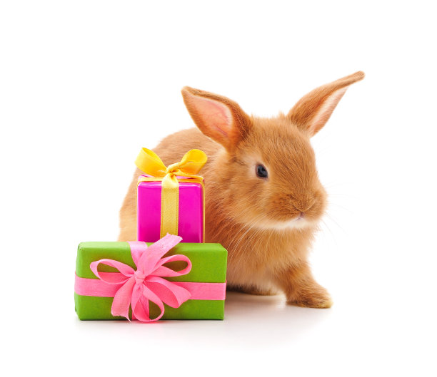 小红小猫坐着拿着两件礼物。图片下载