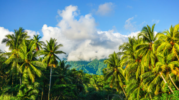 令人惊叹的风景，在一个阳光明媚的日子里，被云覆盖的山顶和郁郁葱葱的棕榈树的背景。图片下载