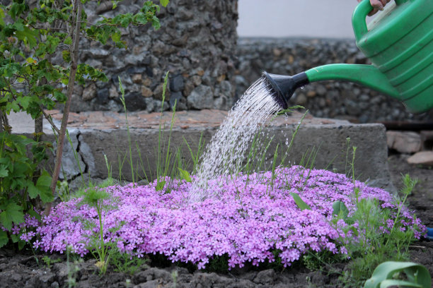 粉红夹竹桃，春花。图片下载