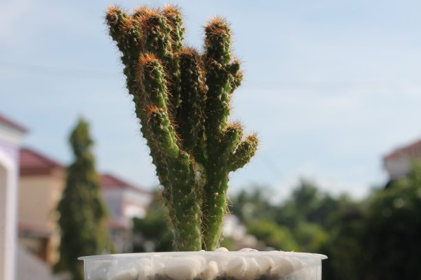 花盆里的仙人掌花图片下载