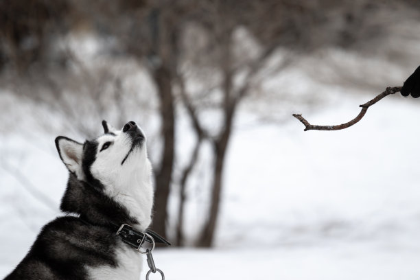 一只西伯利亚哈士奇品种的狗不理睬人给它的棍子。这只宠物拒绝玩耍。冬季活跃行走的动物。这只狗很调皮。高质量的照片图片下载