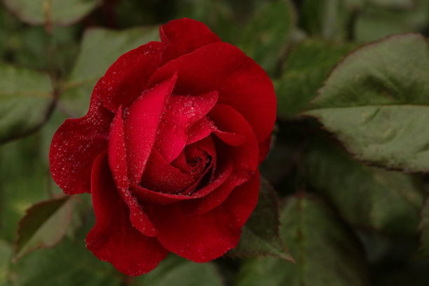 以红玫瑰作自然背景。树枝上的绿叶，阳光灿烂的玫瑰花丛。天然植物的背景。横向照片，没有人。选择聚焦图像。图片下载