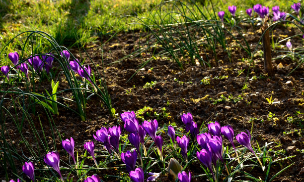 藏红花收获。这些花是在早晨被采摘的。它们被留在黑暗的地方腐烂，在红色灯泡的光照下，它们用镊子从花中摘取雌蕊，然后干燥图片下载