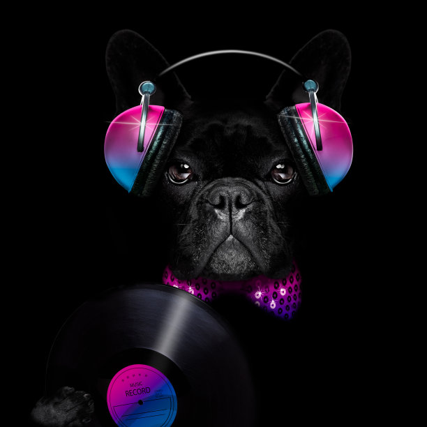 狗听音乐开派对图片下载