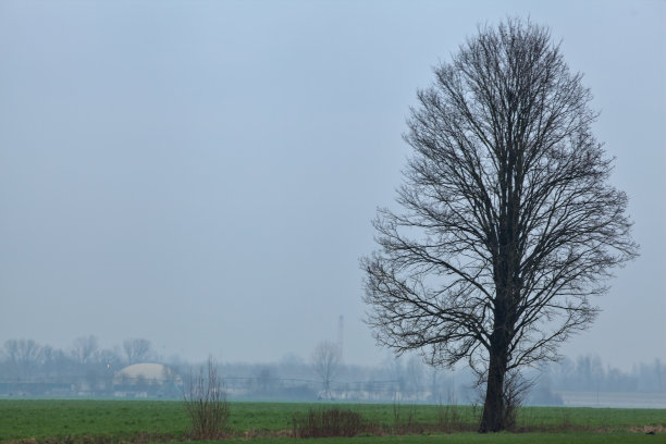 在冬日的意大利乡村，一棵光秃秃的树在耕地的中央图片下载