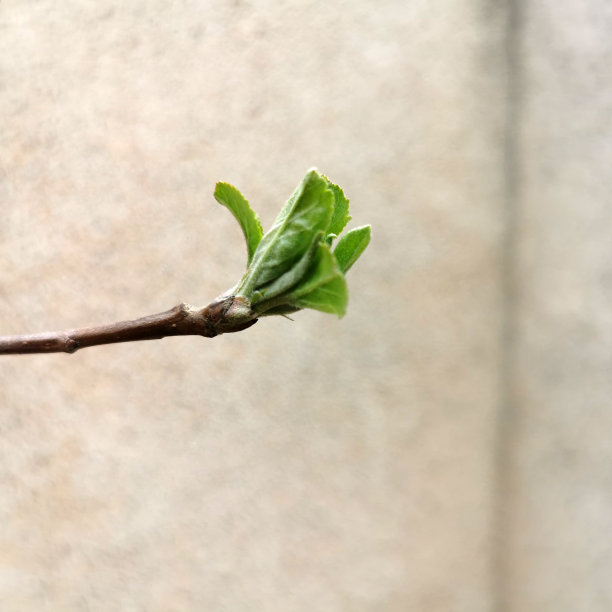 春天的第一片叶子长在树枝上图片下载