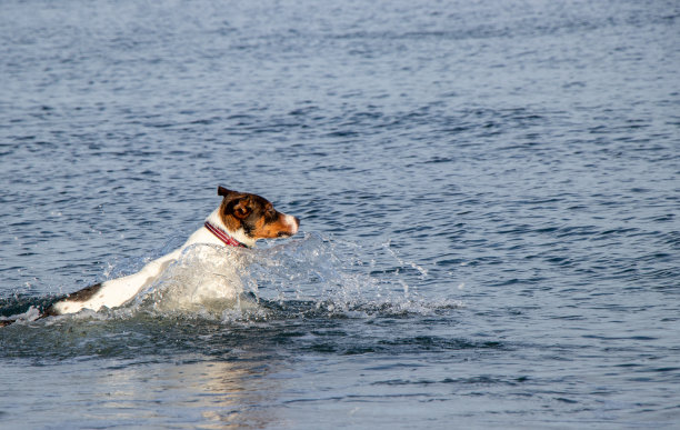 狗在海滩上戏水图片下载
