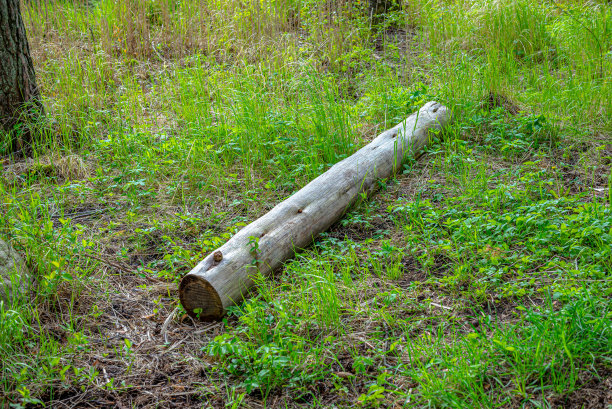 树林里的老木头图片下载
