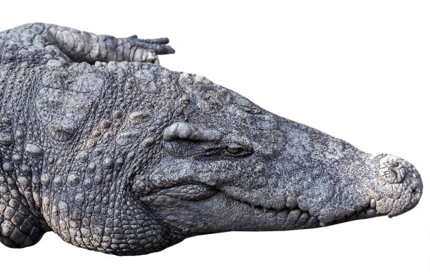 凯门鳄鳄鱼的头图片下载