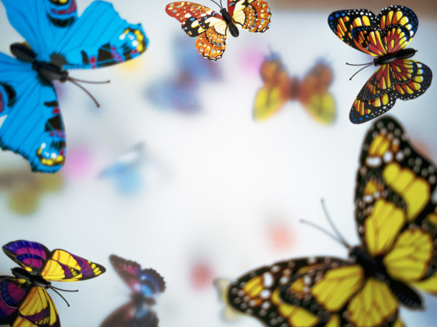 彩色的夏季蝴蝶在白色的雾背景，一个多计划的春天卡片3月8日图片下载