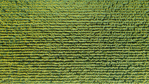 盛开向日葵的田野航拍，户外农业概念背景图片下载