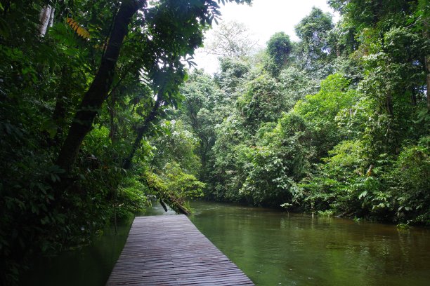 婆罗洲岛的木鲁国家公园图片下载
