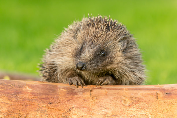 刺猬，学名:Erinaceus Europaeus。一个野生的，本土的，欧洲刺猬的特写，面对向前和窥视一根原木。干净,绿色背景。图片下载