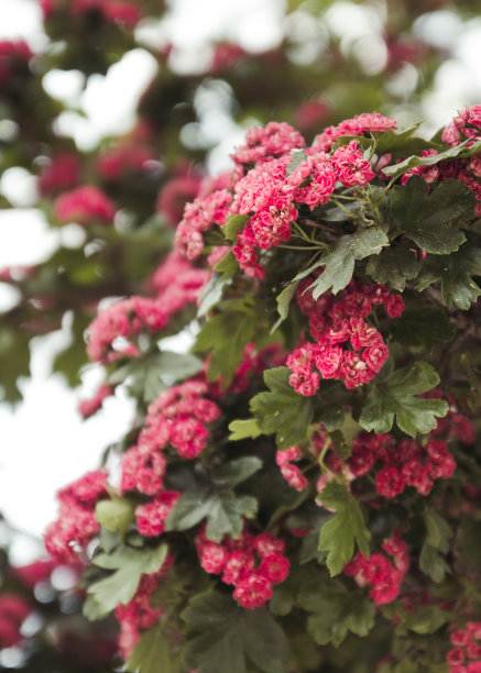 美丽的自然景色与盛开的鲜花树在花园里。春天。软选择聚焦图片下载
