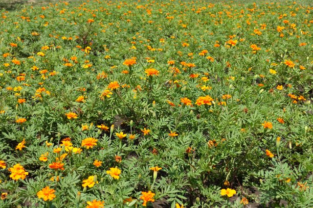 6月的几十个桔黄色小冠状万寿菊图片下载