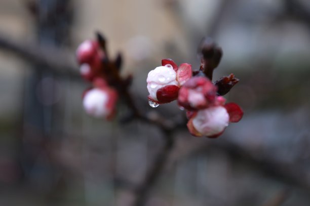 杏花上的雨点图片下载