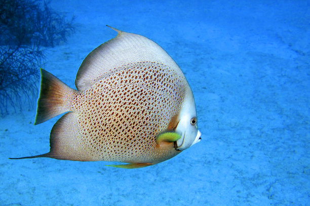 灰色天使鱼，加勒比海，普拉亚吉隆，古巴素材图片