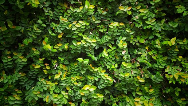 葡萄树图片下载