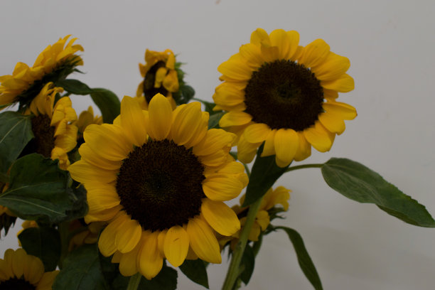 用浅景深拍摄美丽的向日葵图片下载