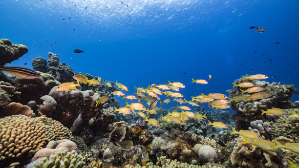 库拉索岛，加勒比海珊瑚礁中的鹦鹉图片下载