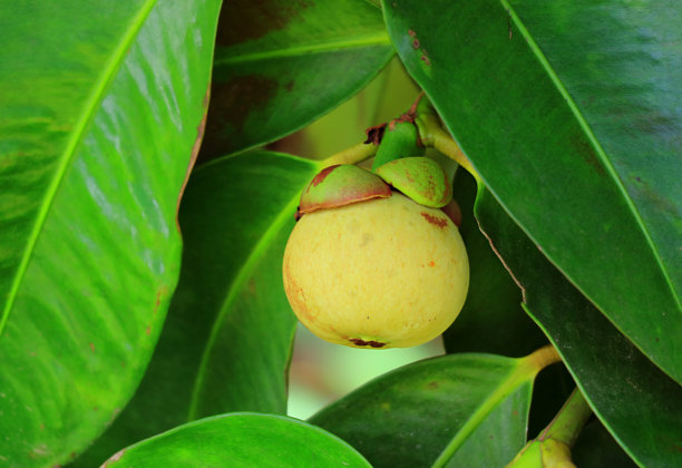 一个未成熟的山竹果生长在树上的特写图片下载