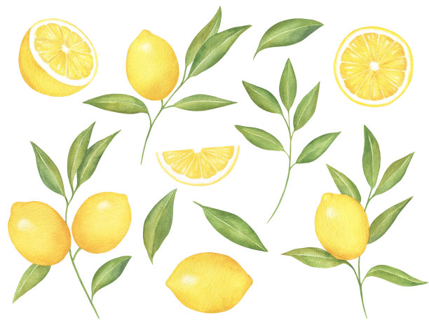 柠檬和树枝集图片下载