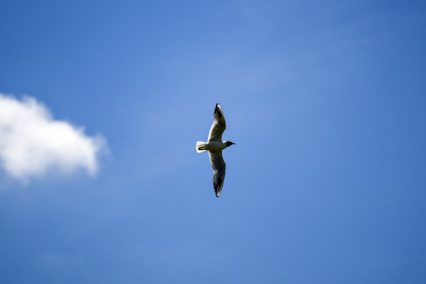 海鸥在蓝天上飞翔，夏日时光图片下载