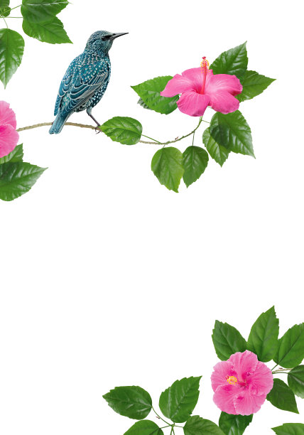 一只鸟坐在白色背景下盛开的木槿的树枝上。花的贺卡图片下载