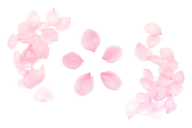 白色背景上抽象的日本天然粉色樱花花瓣，春天的摄影图片下载