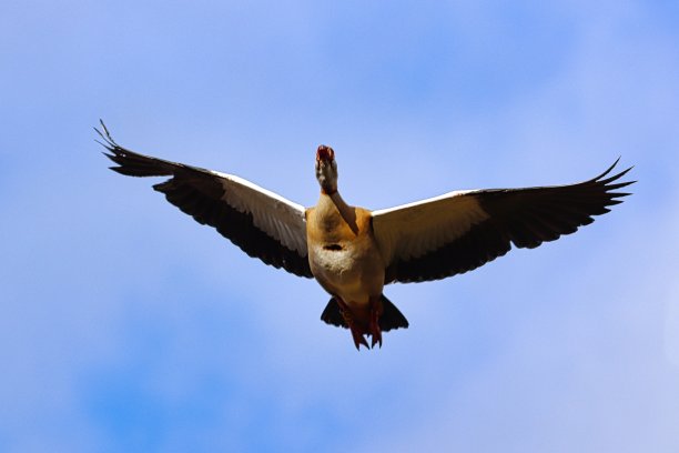 在蓝天中飞行的鸭子特写图片下载