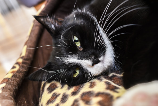 一只长着绿色眼睛的黑猫在家里晃荡。图片下载