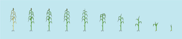 设置玉米秸秆卡通图标设计模板图片下载