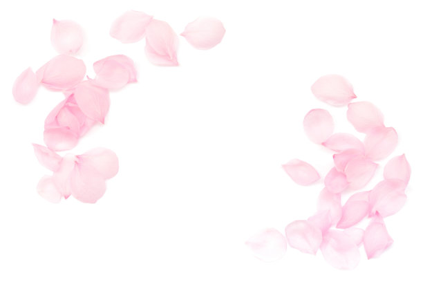 白色背景上抽象的日本天然粉色樱花花瓣，春天的摄影图片下载