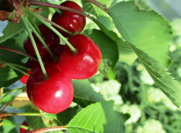 树上有一串樱桃图片下载