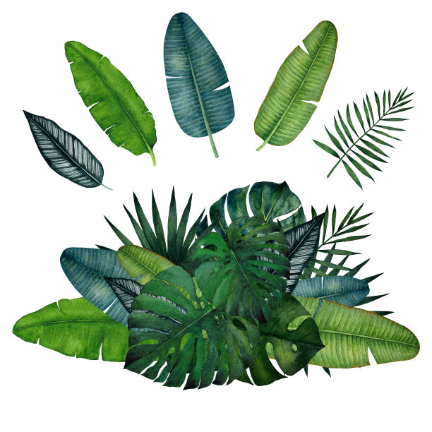 一组热带叶;魔芋，棕榈，香蕉，锯棕榈，凤尾树。水彩插图孤立的白色背景。图片下载