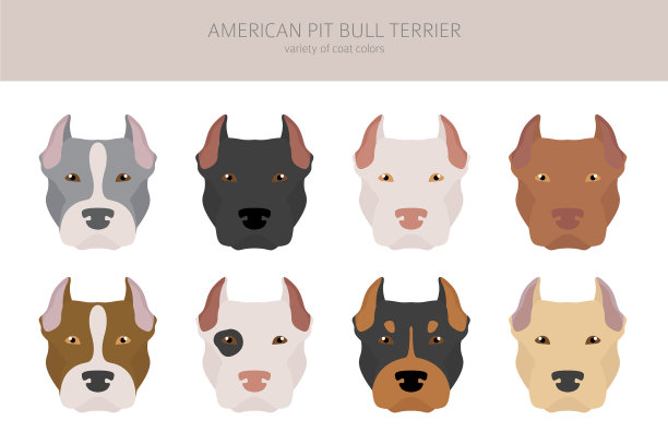 美国比特斗牛梗狗设置颜色图片下载
