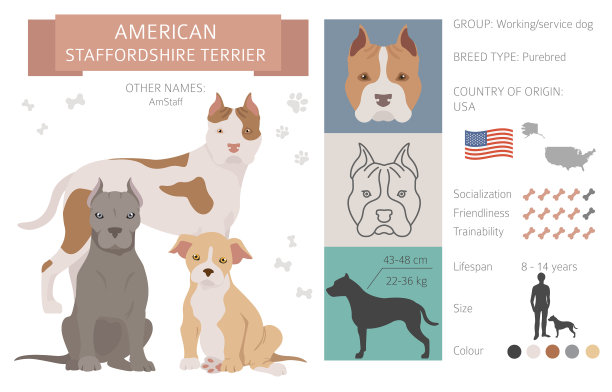 美国斯塔福德郡梗狗设置颜色图片下载