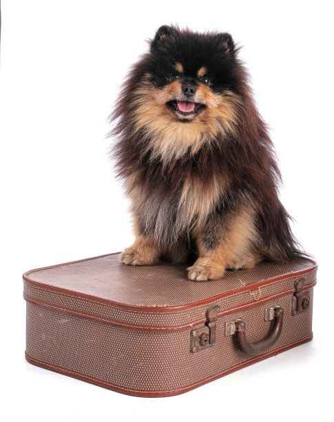 一个可爱的双色博美犬的肖像图片下载