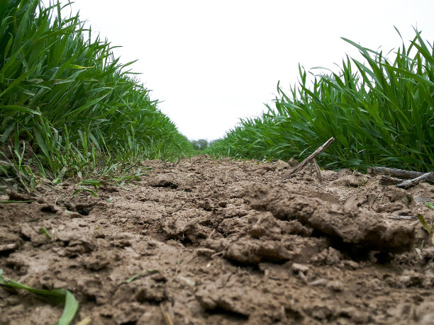 耕地中的谷物田。拍得很低，靠近地面，两排之间的特写图片下载