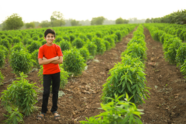 可爱的印度孩子在农田里图片下载