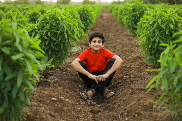 可爱的印度孩子在农田里图片下载