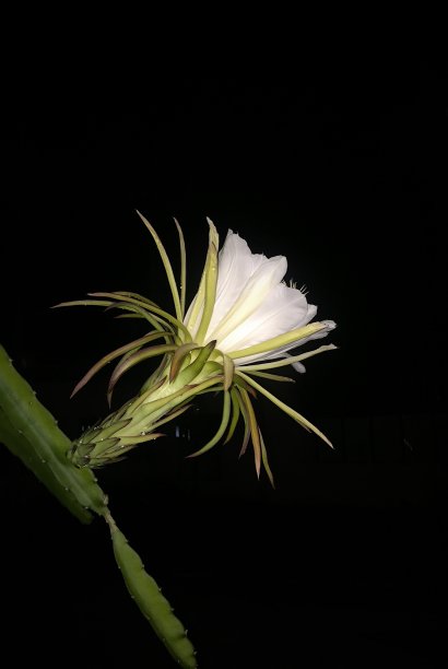 火龙果之花图片下载