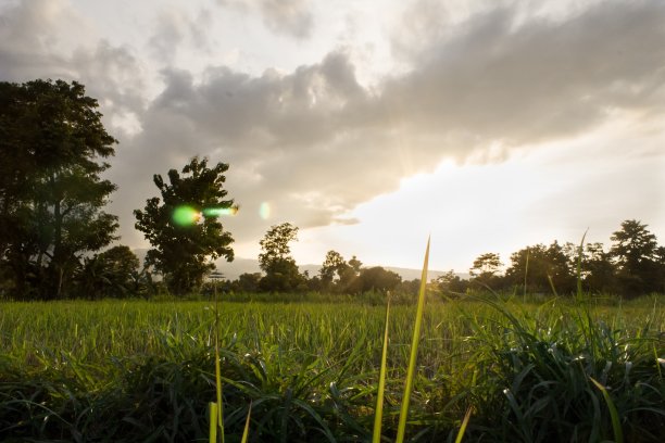 日落在稻田与大树库存照片图片下载