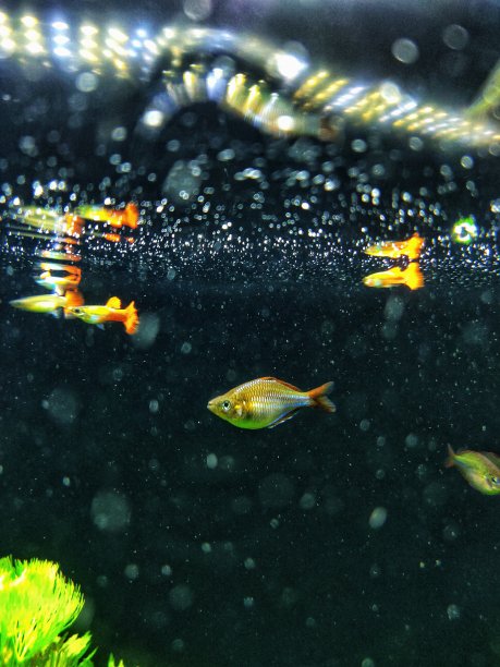 鱼缸里的鱼的壁纸照片图片下载