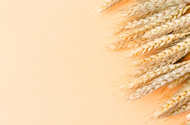 干小麦图片下载