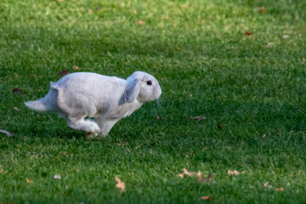 白荷兰罗布兔图片下载