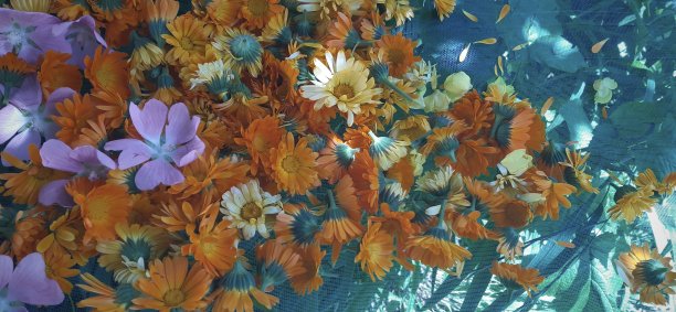 金盏花或金盏花和丁香。花的照片背景。中药材收获。图片下载