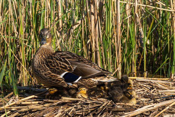 近距离观看低水景雌野鸭和两周大的雏鸭图片下载