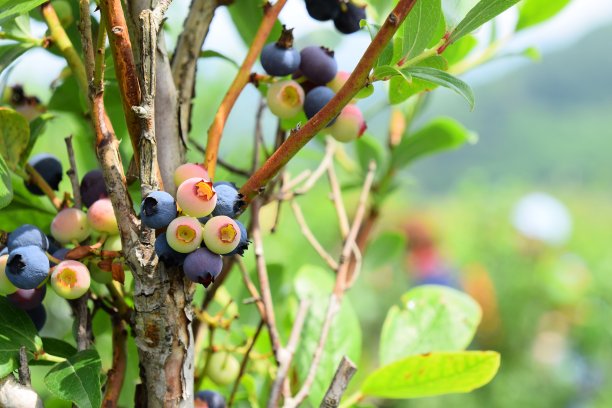 食品的背景。图片下载