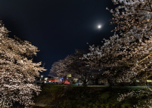 夜晚的月亮和樱花图片下载